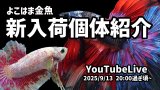Youtubeライブ販売