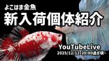 12/12 20:15~Youtubeライブ販売