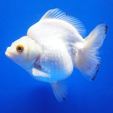 画像1: 中国金魚　ダルマ琉金　白12cm (1)