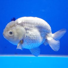 画像1: 中国金魚　瑪瑙らんちゅう11cm (1)
