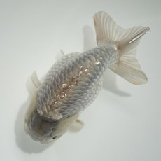 画像6: 中国金魚　瑪瑙らんちゅう11cm (6)