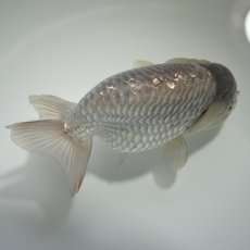 画像5: 中国金魚　瑪瑙らんちゅう11cm (5)