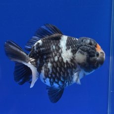 画像9: 中国金魚　銀鱗白虎ショートテールオランダ　12cm (9)