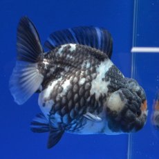 画像1: 中国金魚　銀鱗白虎ショートテールオランダ　12cm (1)