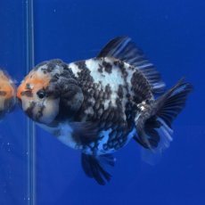 画像8: 中国金魚　銀鱗白虎ショートテールオランダ　12cm (8)