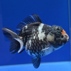 画像7: 中国金魚　銀鱗白虎ショートテールオランダ　12cm (7)