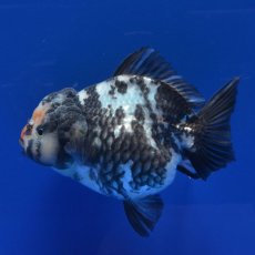 画像6: 中国金魚　銀鱗白虎ショートテールオランダ　12cm (6)
