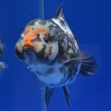 画像2: 中国金魚　銀鱗白虎ショートテールオランダ　12cm (2)