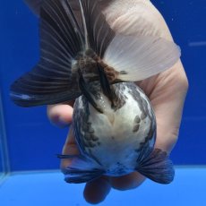 画像3: 中国金魚　銀鱗白虎ショートテールオランダ　12cm (3)