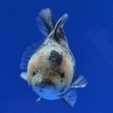 画像8: 中国金魚　銀鱗白虎　ショートートテールオランダ　12cm (8)