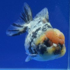 画像7: 中国金魚　銀鱗白虎　ショートートテールオランダ　12cm (7)