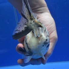 画像3: 中国金魚　銀鱗白虎　ショートートテールオランダ　12cm (3)
