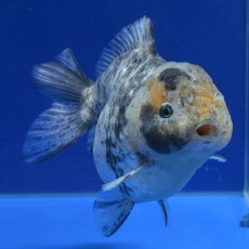 画像7: 中国金魚　銀鱗白虎　ショートートテールオランダ　13cm (7)