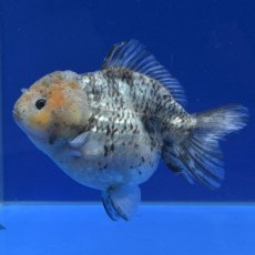 画像3: 中国金魚　銀鱗白虎　ショートートテールオランダ　13cm (3)