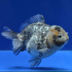 画像5: 中国金魚　銀鱗白虎　ショートートテールオランダ　13cm (5)