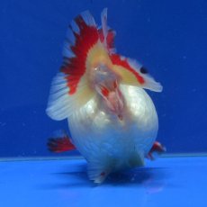 画像6: 中国金魚　更紗だるま琉金　12cm (6)