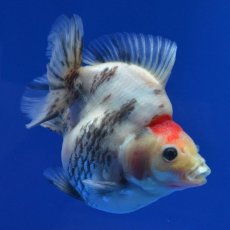画像1: 中国金魚　キャリコだるま琉金　11cm (1)