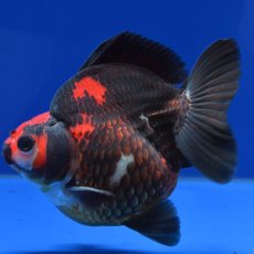 画像2: 中国金魚　赤黒だるま琉金　11cm (2)