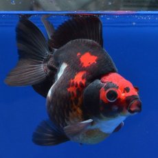 画像1: 中国金魚　赤黒だるま琉金　11cm (1)