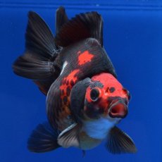 画像9: 中国金魚　赤黒だるま琉金　11cm (9)