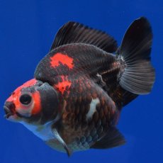 画像7: 中国金魚　赤黒だるま琉金　11cm (7)