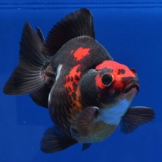 画像5: 中国金魚　赤黒だるま琉金　11cm (5)