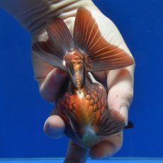 画像4: 中国金魚　赤黒だるま琉金　11cm (4)