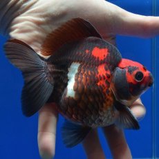 画像3: 中国金魚　赤黒だるま琉金　11cm (3)