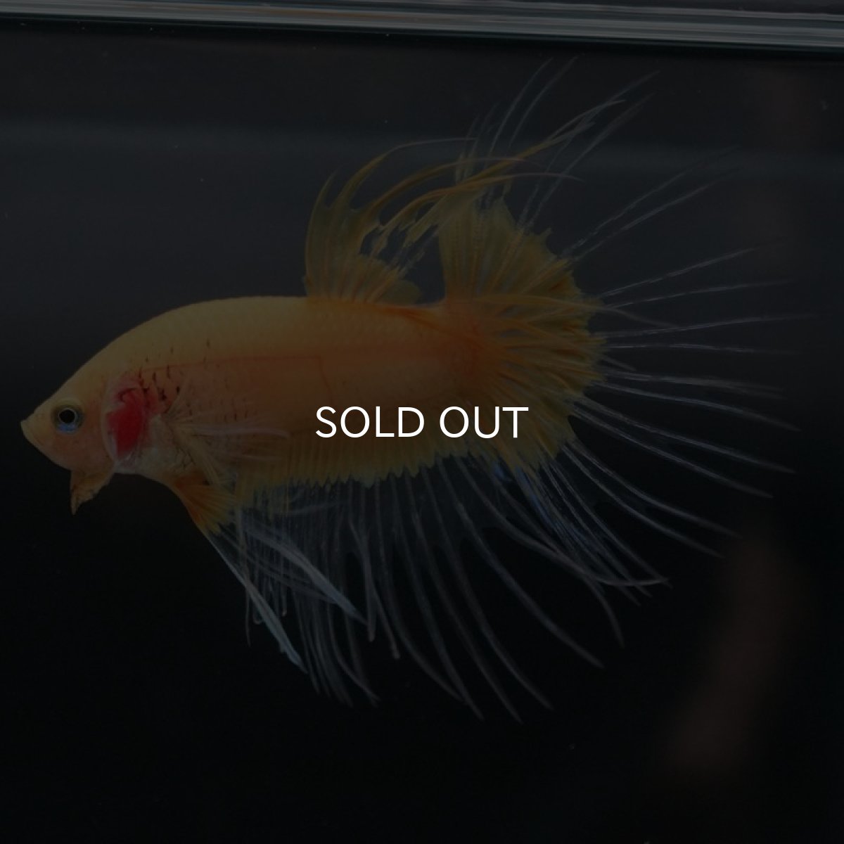 画像8: CT イエローファンシー (8)