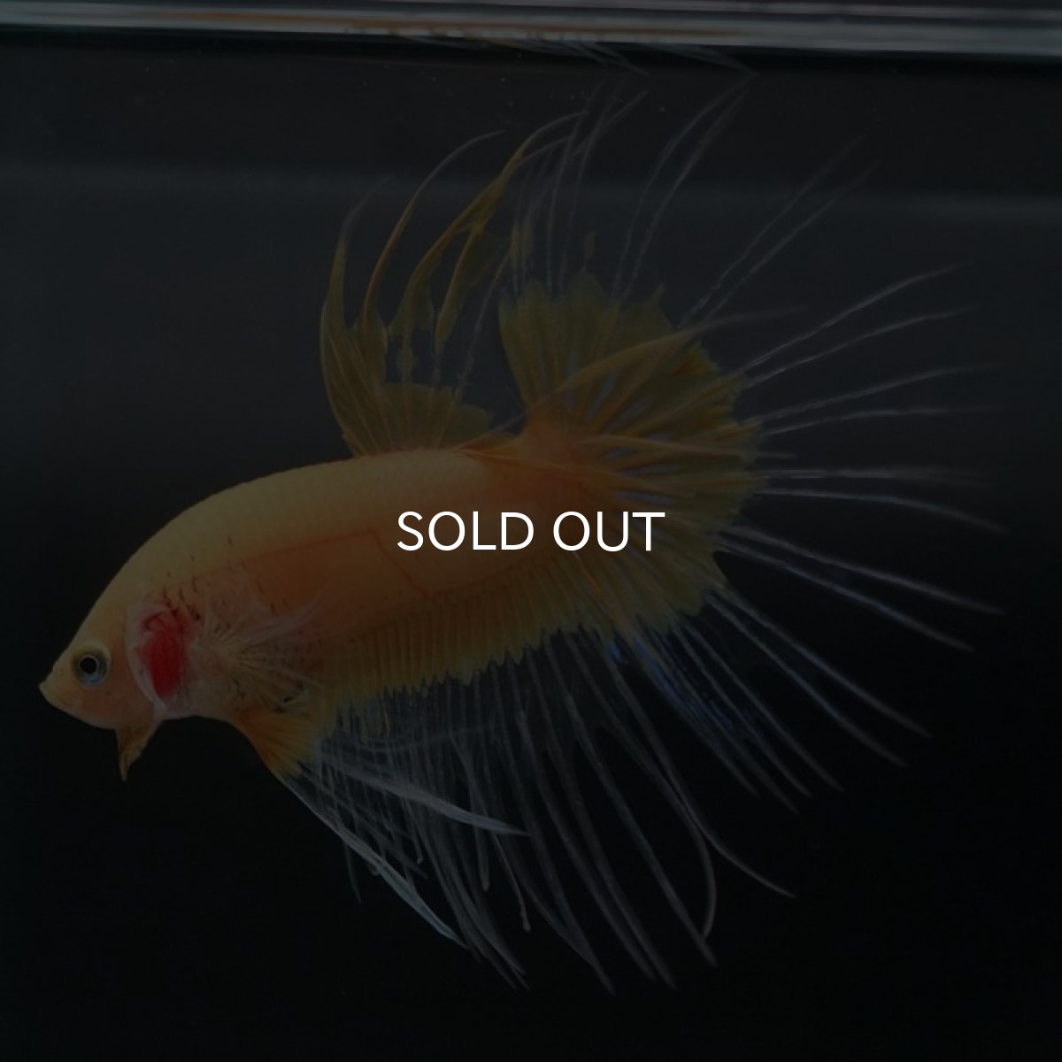 画像7: CT イエローファンシー (7)