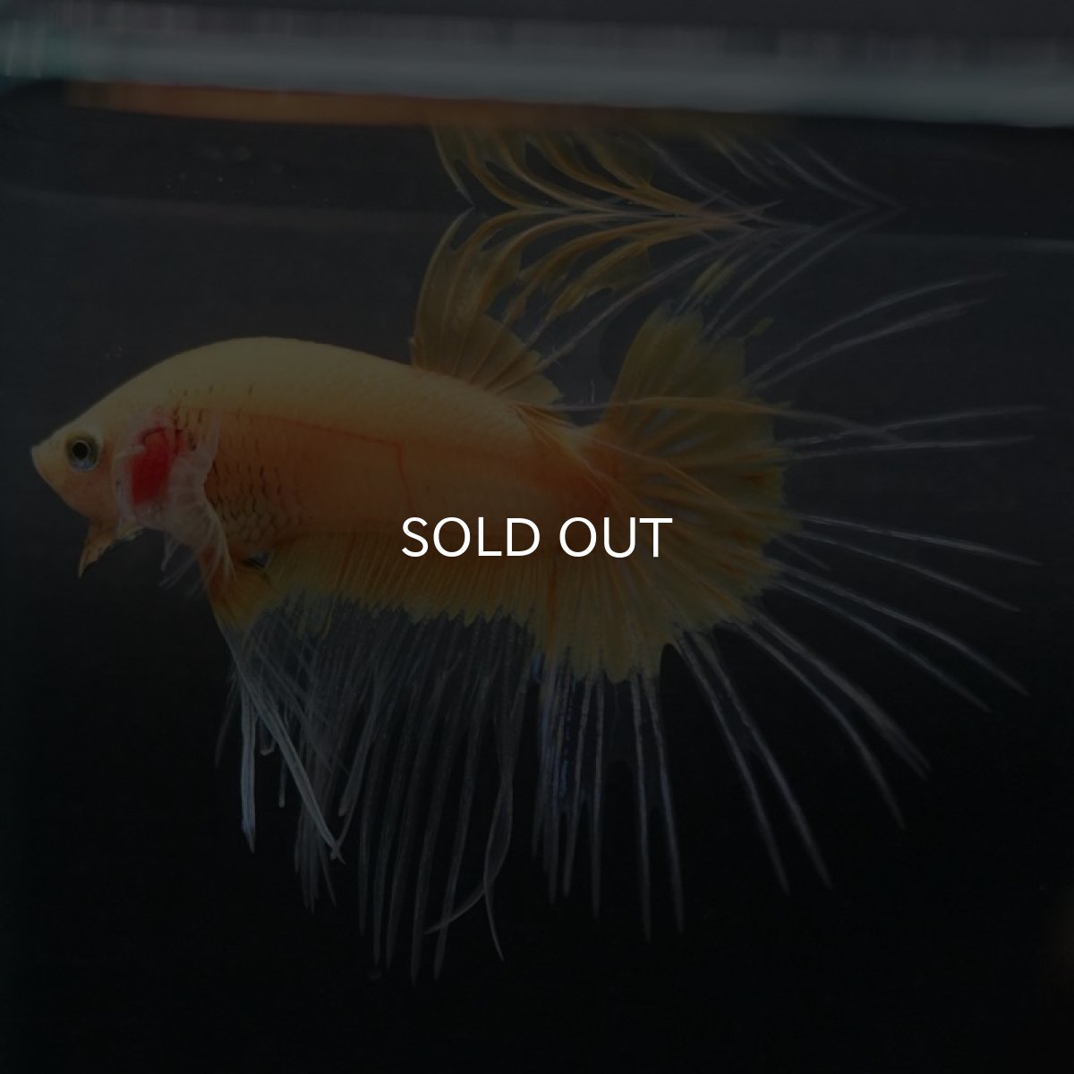 画像5: CT イエローファンシー (5)