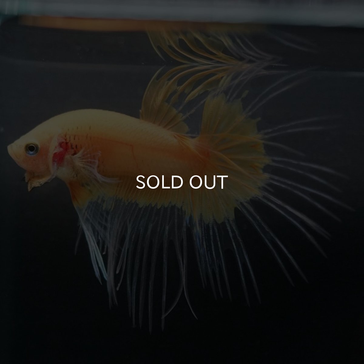 画像4: CT イエローファンシー (4)