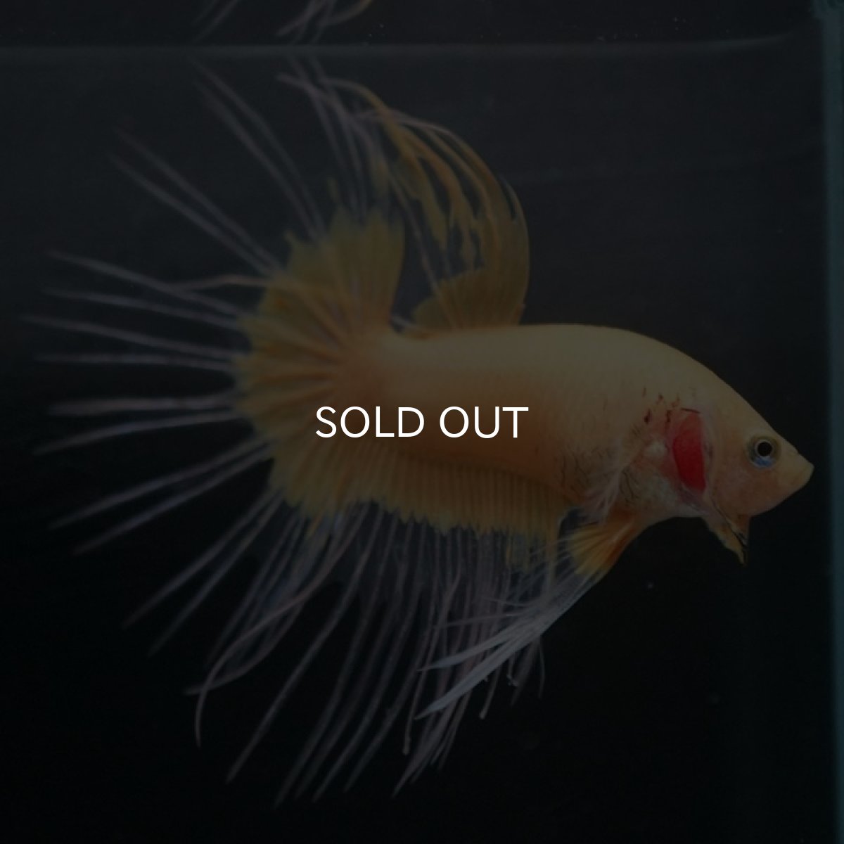 画像6: CT イエローファンシー (6)