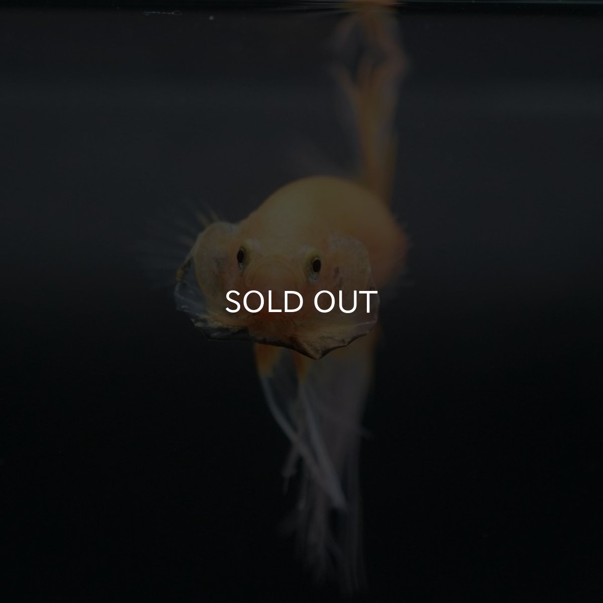 画像3: CT イエローファンシー (3)