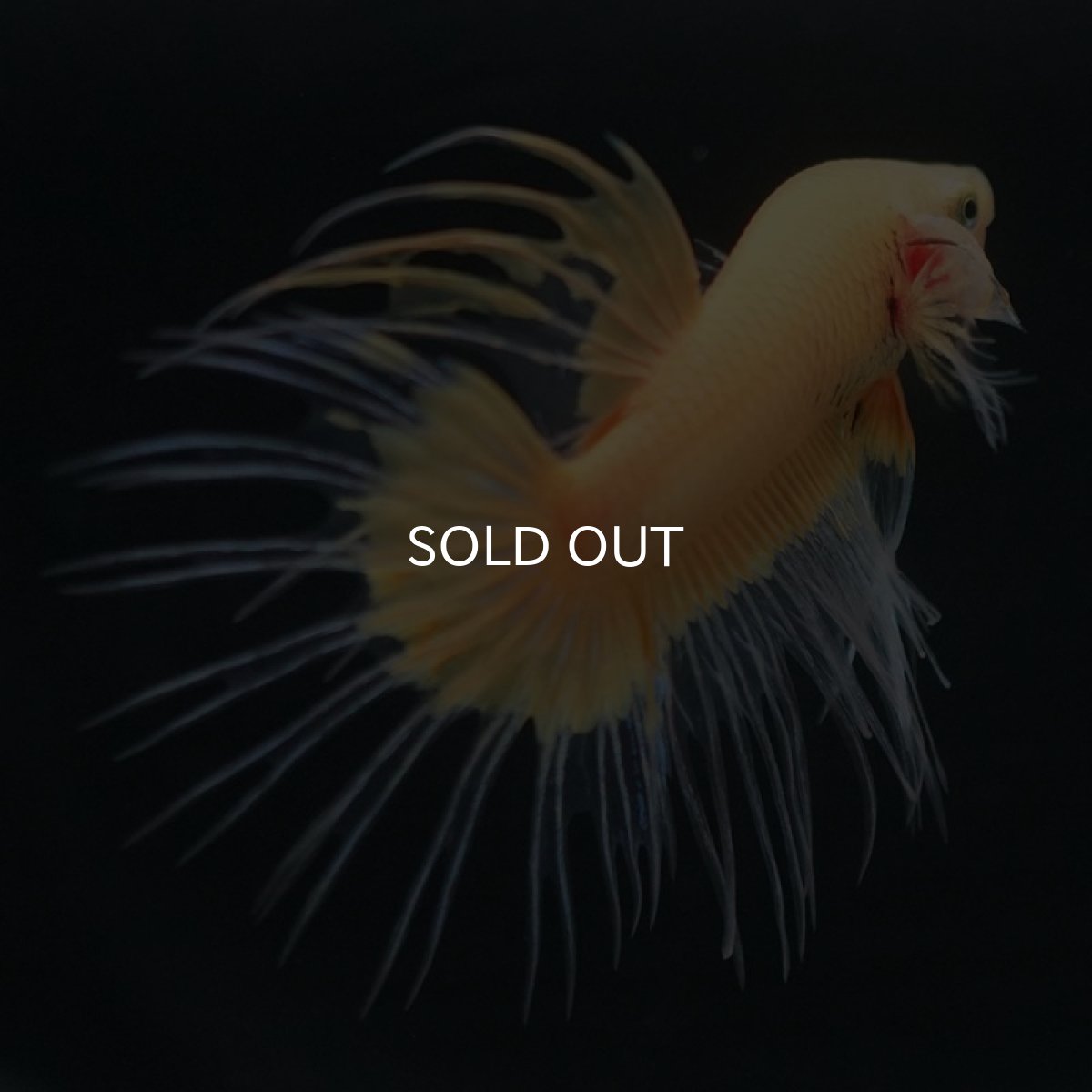 画像2: CT イエローファンシー (2)