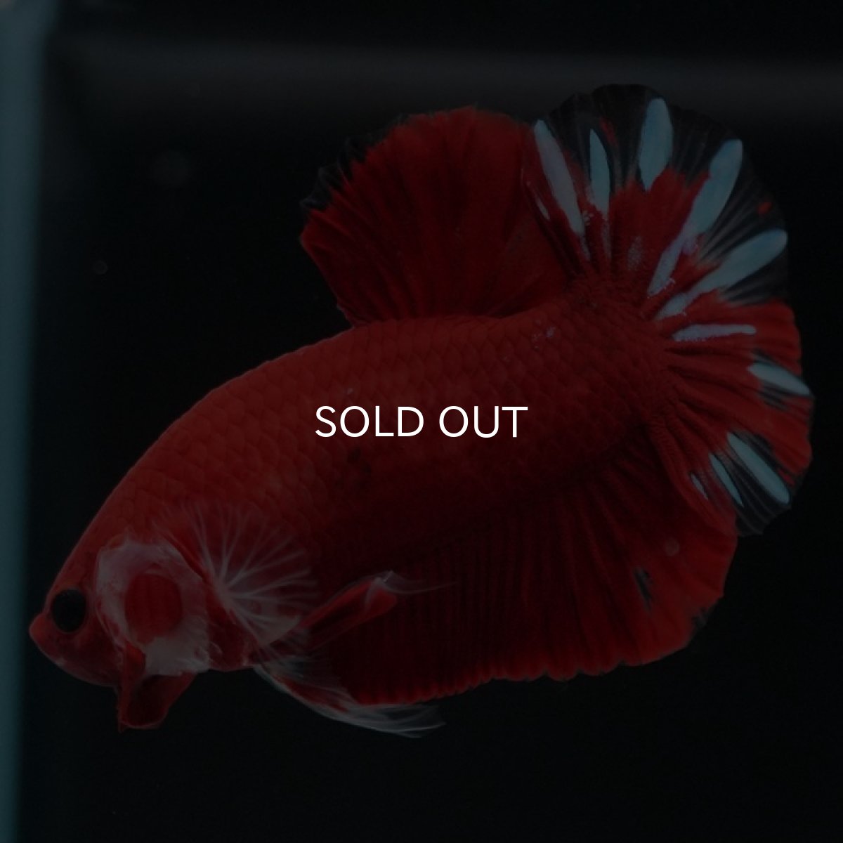 画像5: HMPK ファンシーレッド (5)