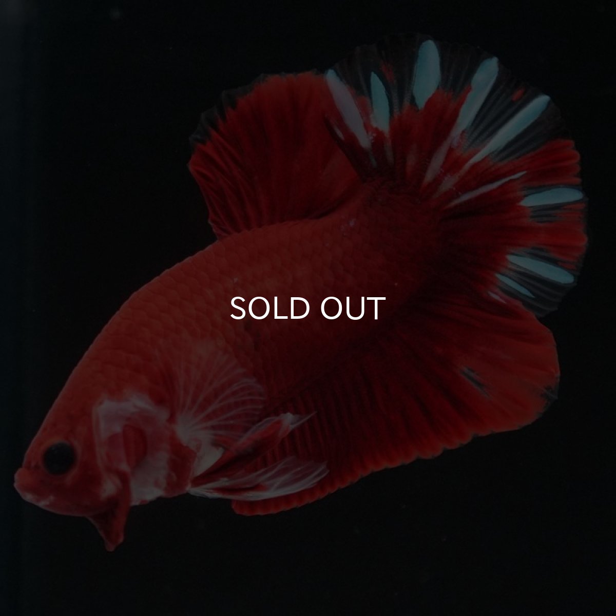 画像2: HMPK ファンシーレッド (2)