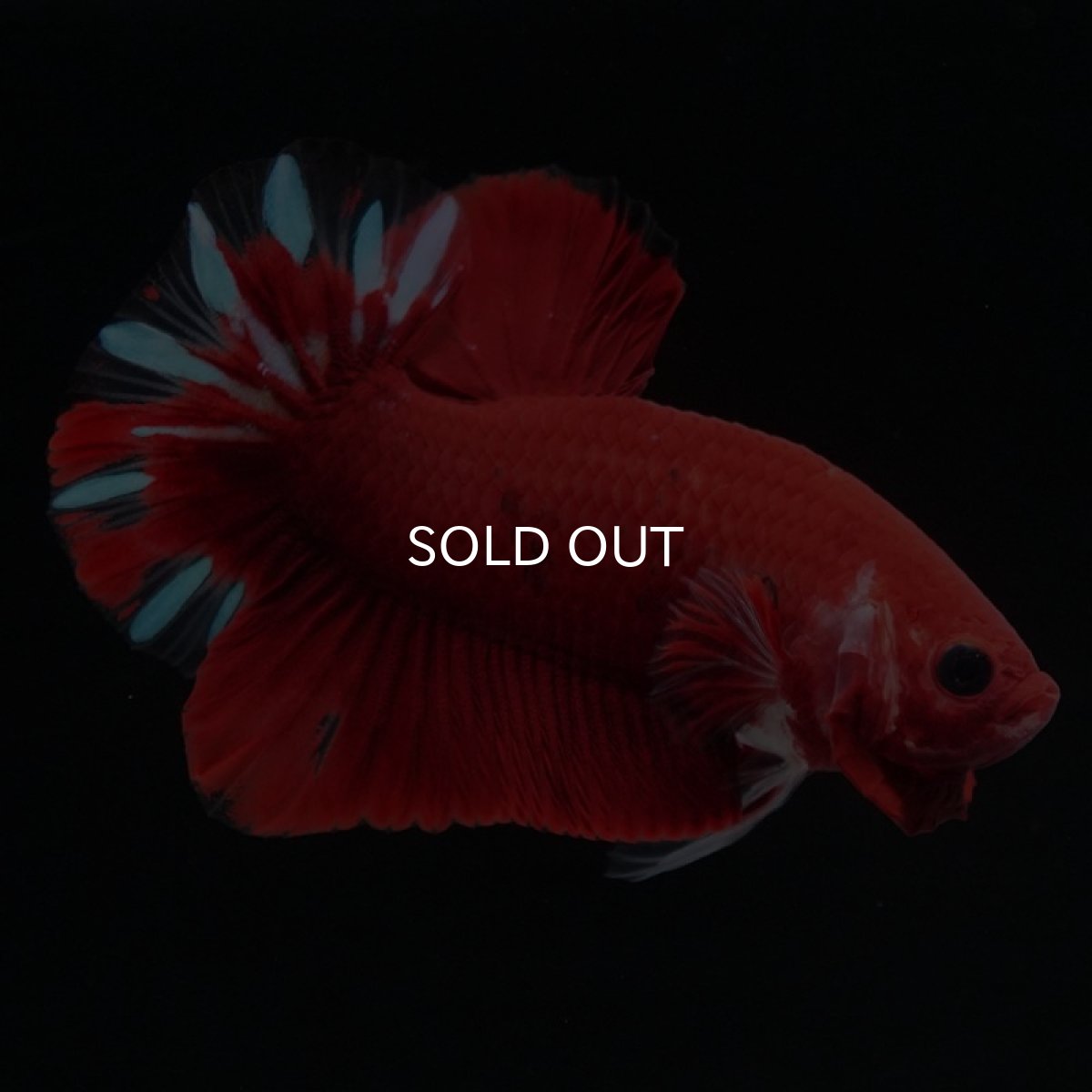 画像6: HMPK ファンシーレッド (6)