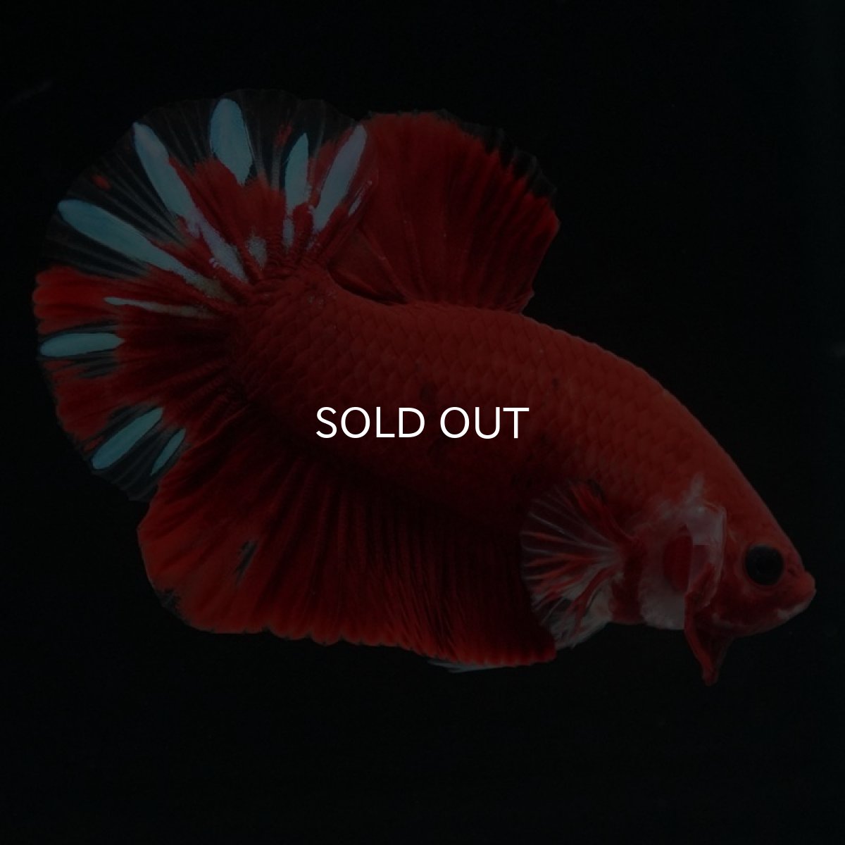 画像4: HMPK ファンシーレッド (4)