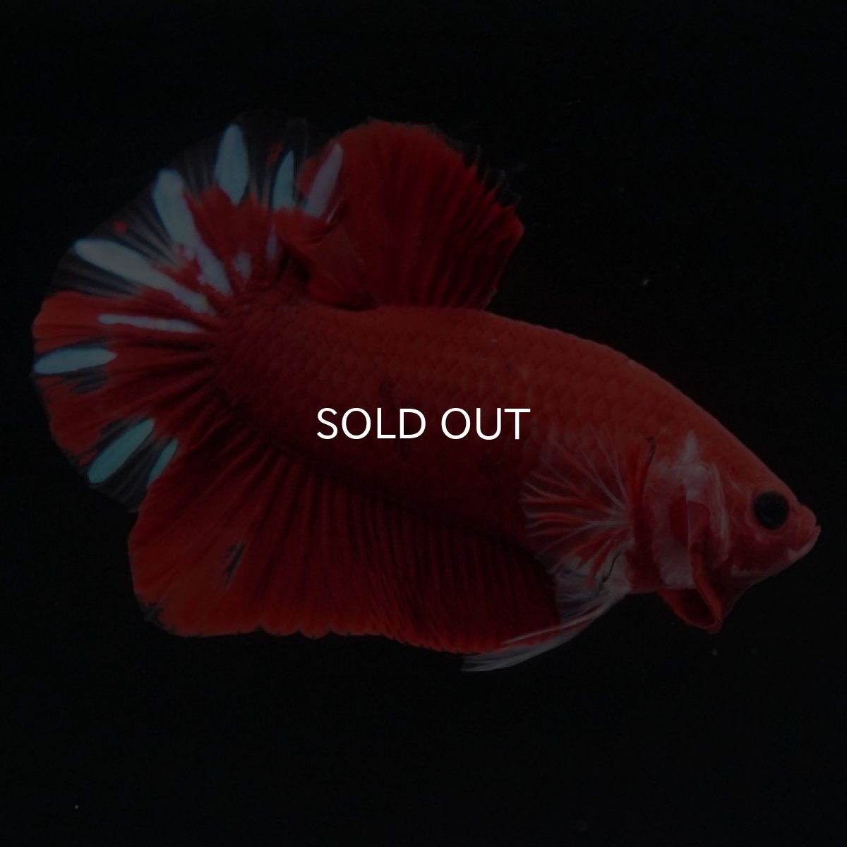 画像3: HMPK ファンシーレッド (3)