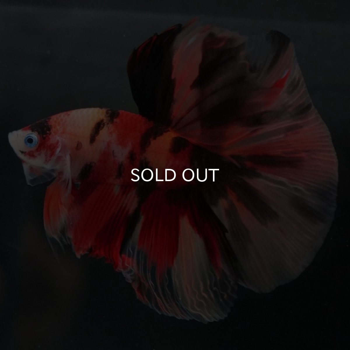 画像8: HM キャンディ (8)