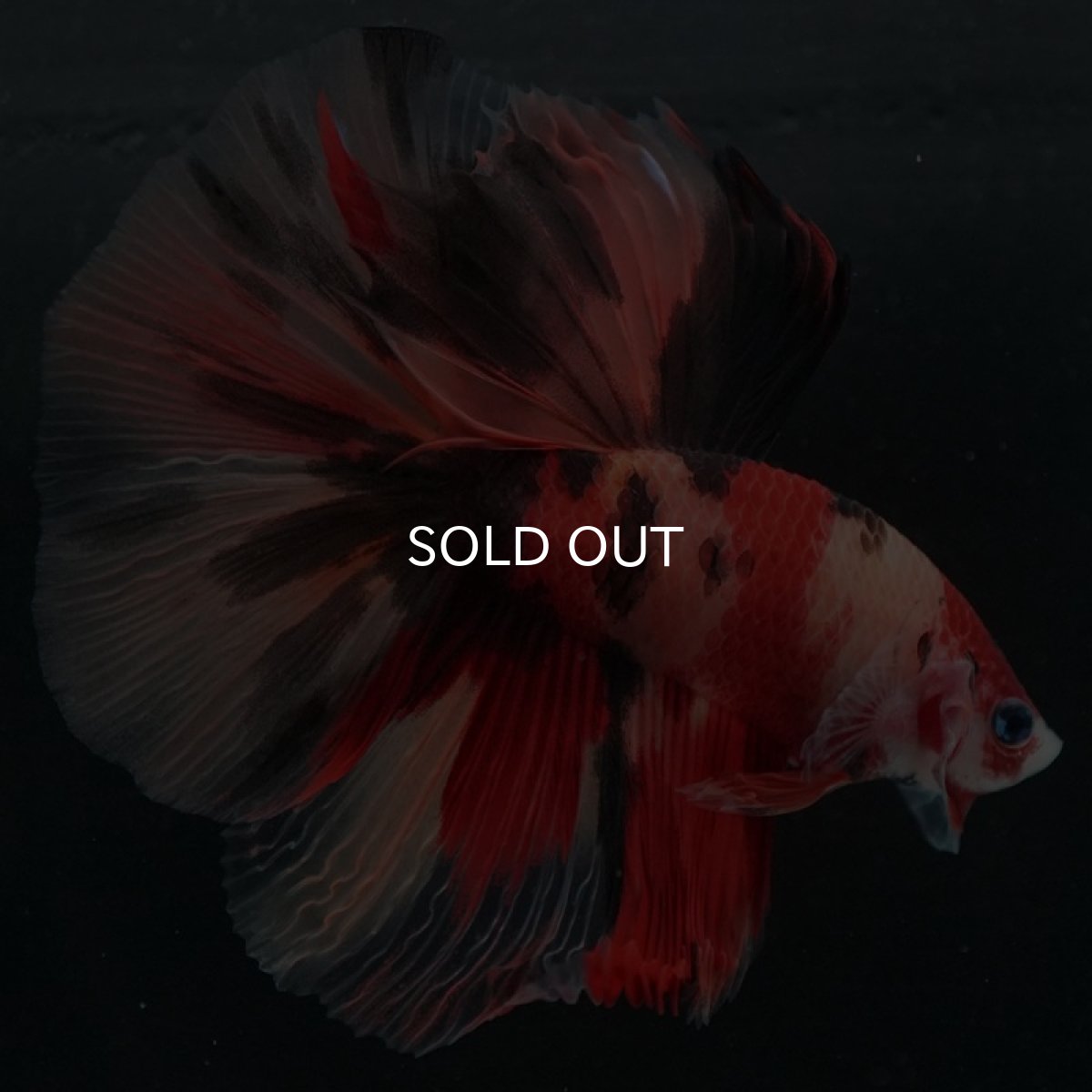 画像2: HM キャンディ (2)