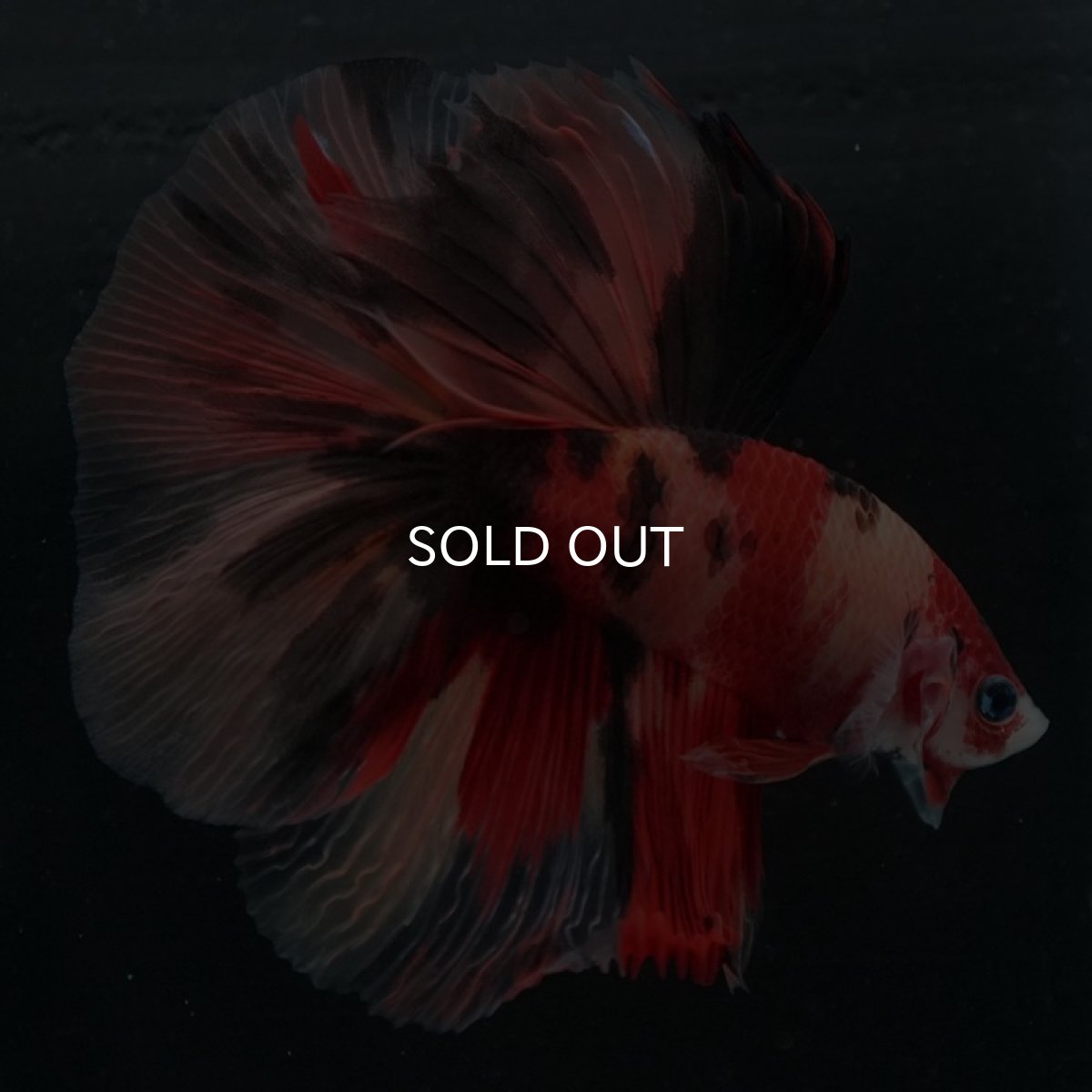 画像5: HM キャンディ (5)