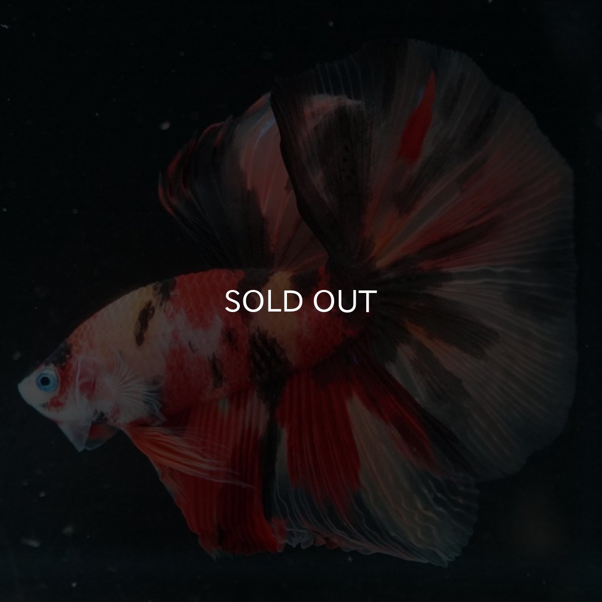 画像7: HM キャンディ (7)