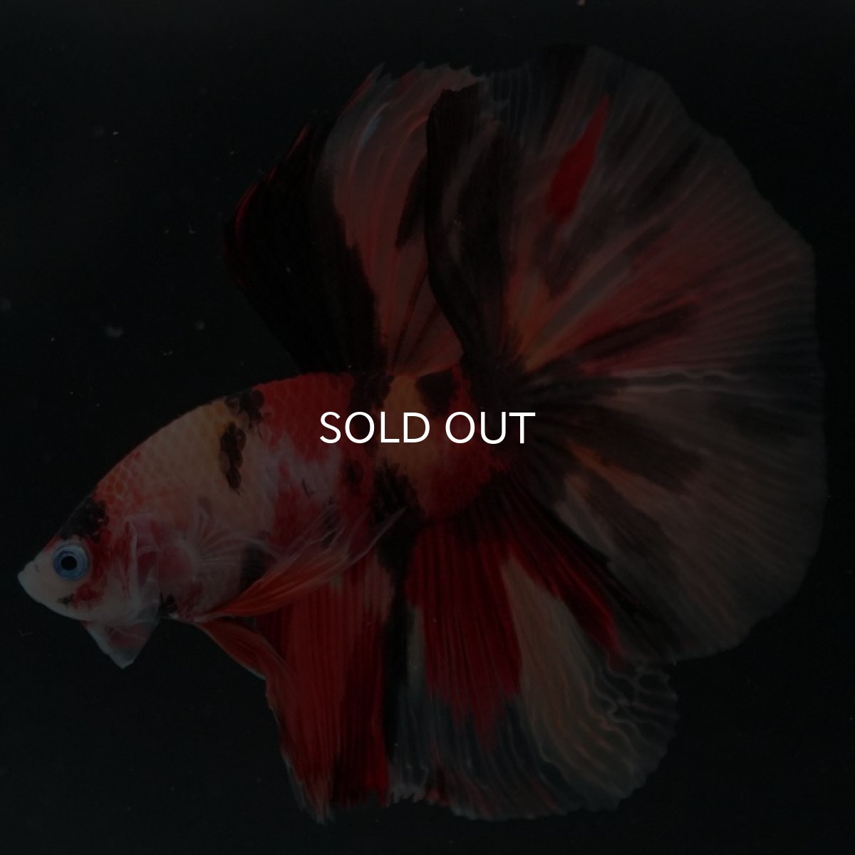 画像6: HM キャンディ (6)