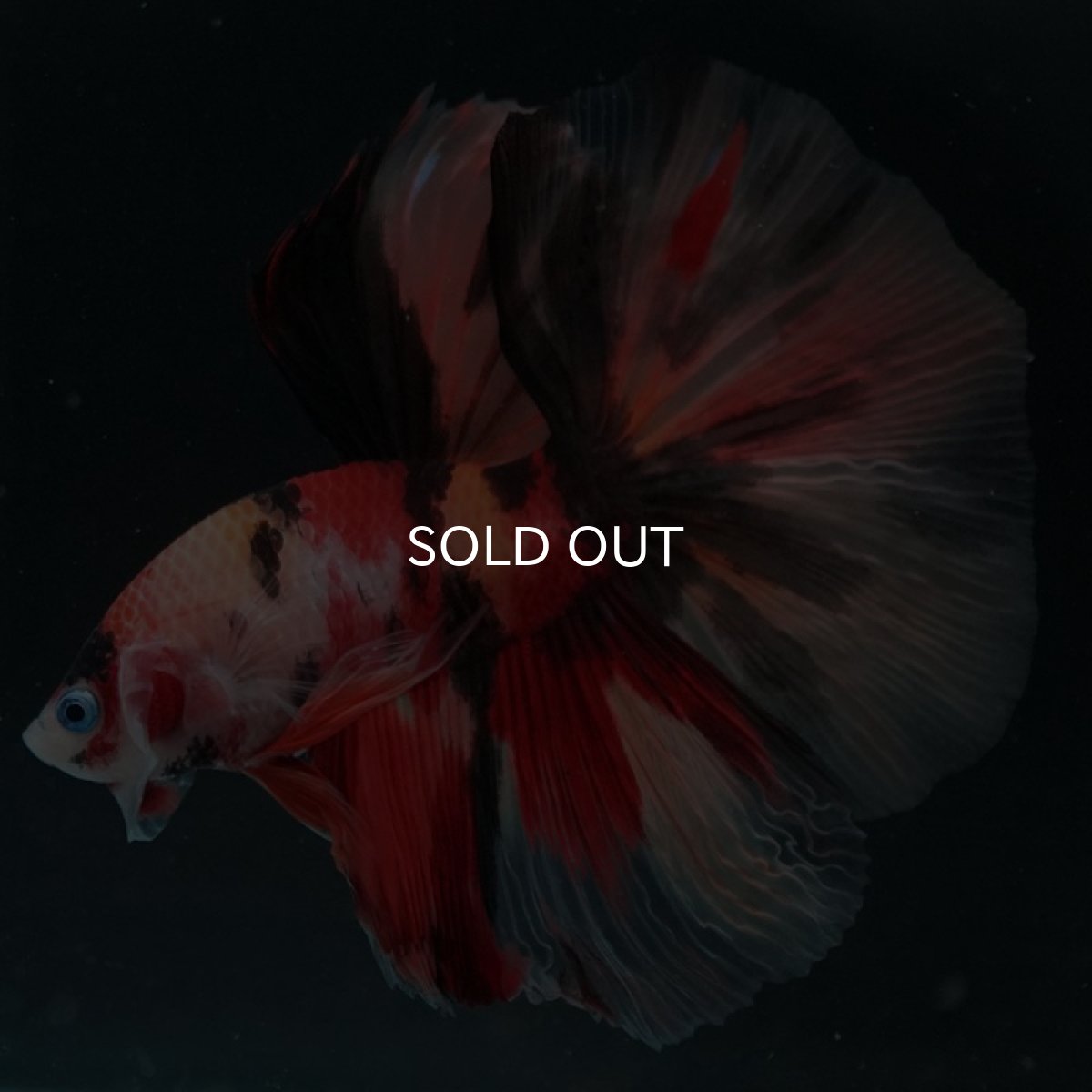 画像4: HM キャンディ (4)