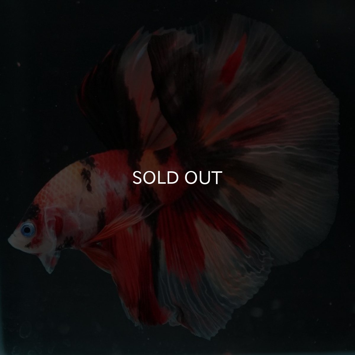 画像3: HM キャンディ (3)