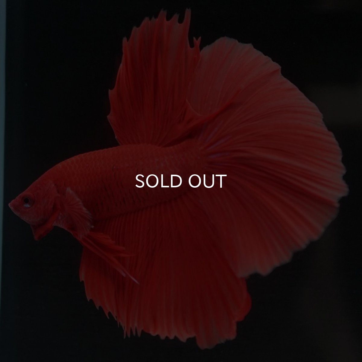 画像7: HM ソリッドレッド (7)