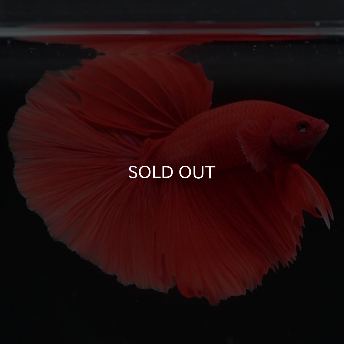 画像6: HM ソリッドレッド (6)