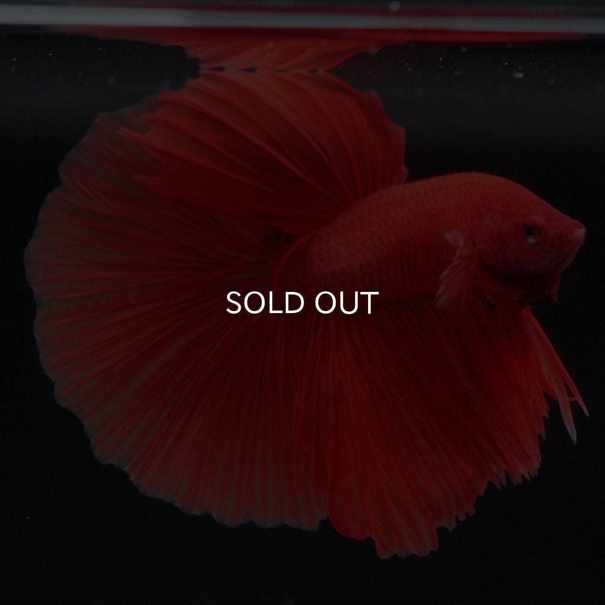 画像3: HM ソリッドレッド (3)